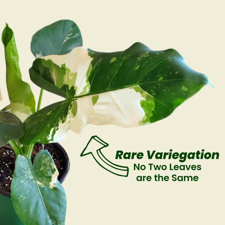 Variegated Alocasia