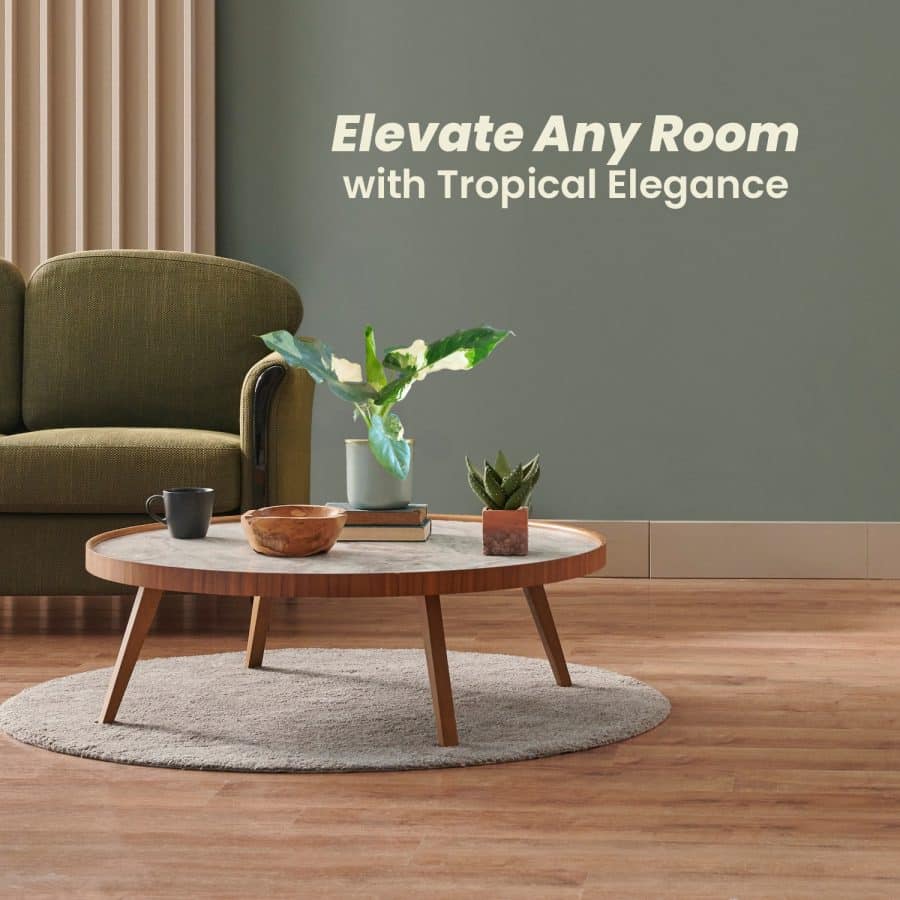 Indoor Alocasia Plants