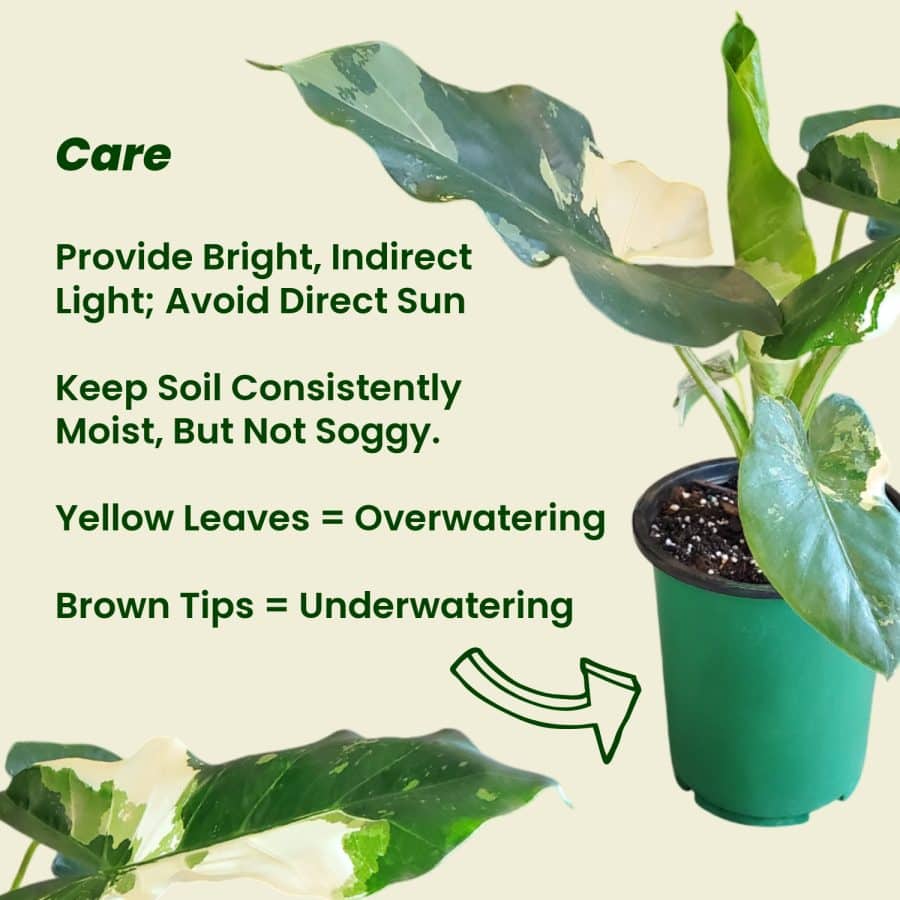 Alocasia Macrorrhiza Care