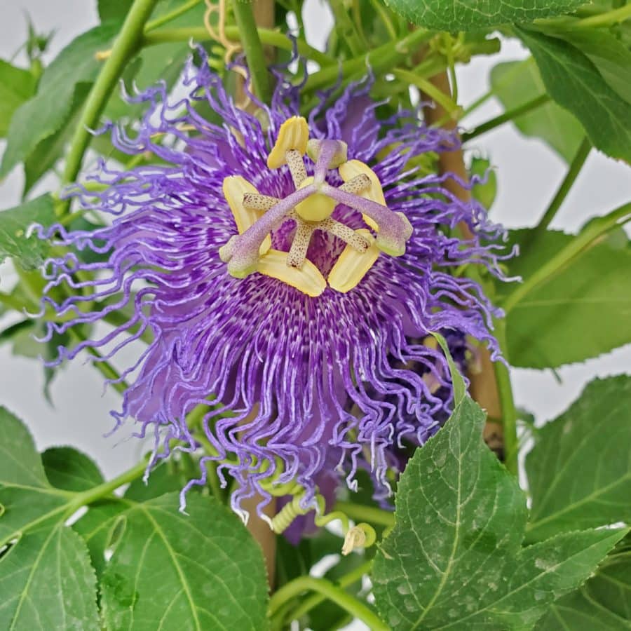 Passion Flower Vine