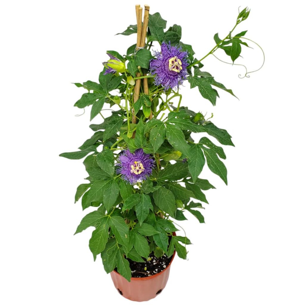 Purple Passion Flower Vine for Sale