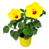 yoder yellow hibiscus bush