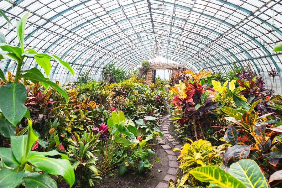 Tropical Plants Greenhouse