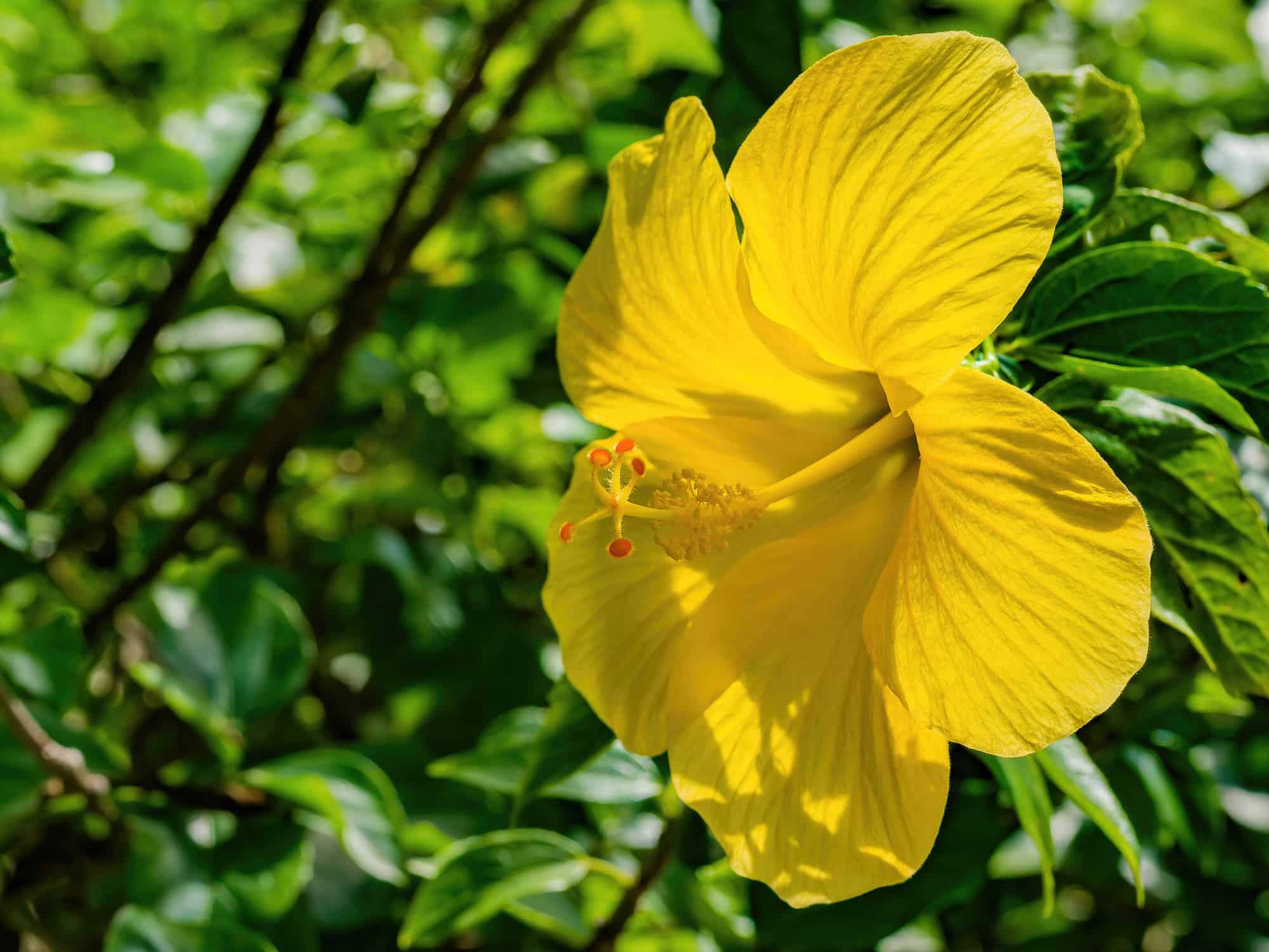 yellow hibiscus Tropical Hibiscus Pink hibiscus petal layers tropical plants online plant shop buy plants online colorful flowers tropical flowers Hibiscus bush hibiscus tree Yoder hibiscus Yellow Tropical Hibiscus Hibiscus Hibiscus tree tropical hibiscus tree Hibiscus bush Tropical hibiscus bush yoder hibiscus yoder dwarf hibiscus Dwarf tropical hibiscus Tropical plants tropical flowers colorful flowers pet friendly plants pollinator friendly plants Live plants shop live plants online plant shop