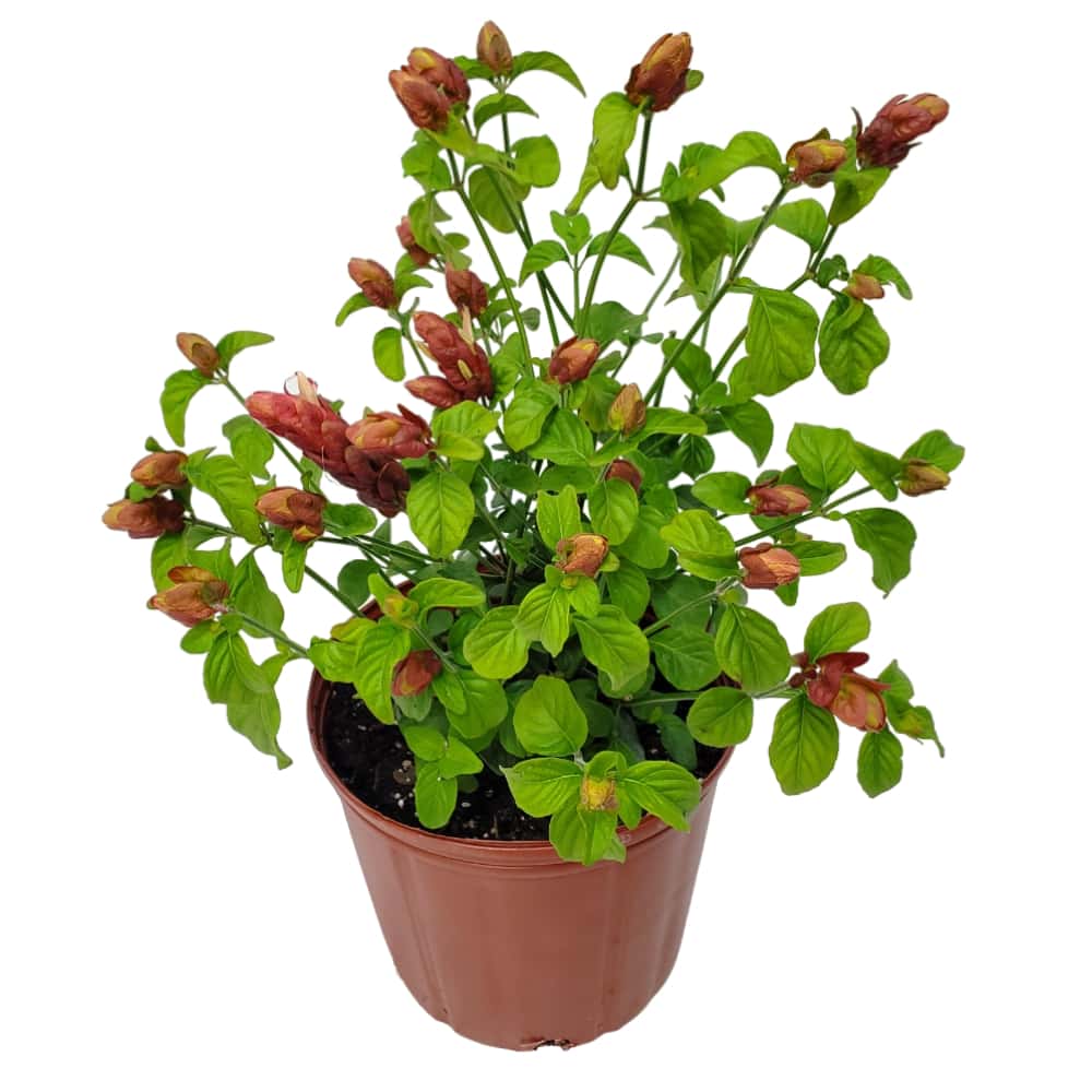 shrimp plant for sale Braided Red Shrimp Tree braided shrimp plant shrimp plant red shrimp tree red shrimp plant shrimp flowers shrimp blooms shrimp flower plant live plants online shop plants online plant shops