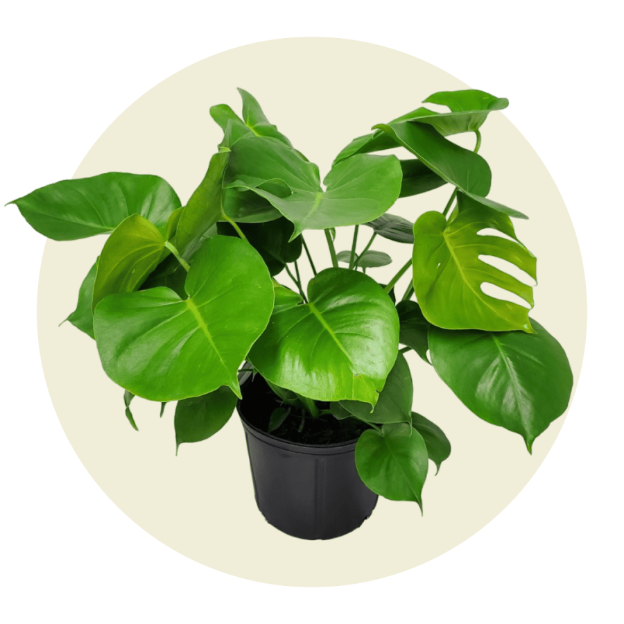 Buy Tropical Plants Online Tropical Plants of Florida