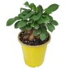 ficus ginseng bonsai