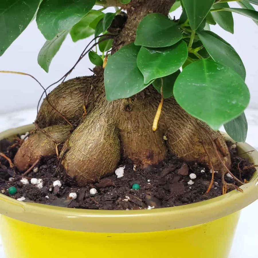 ficus ginseng bonsai tree