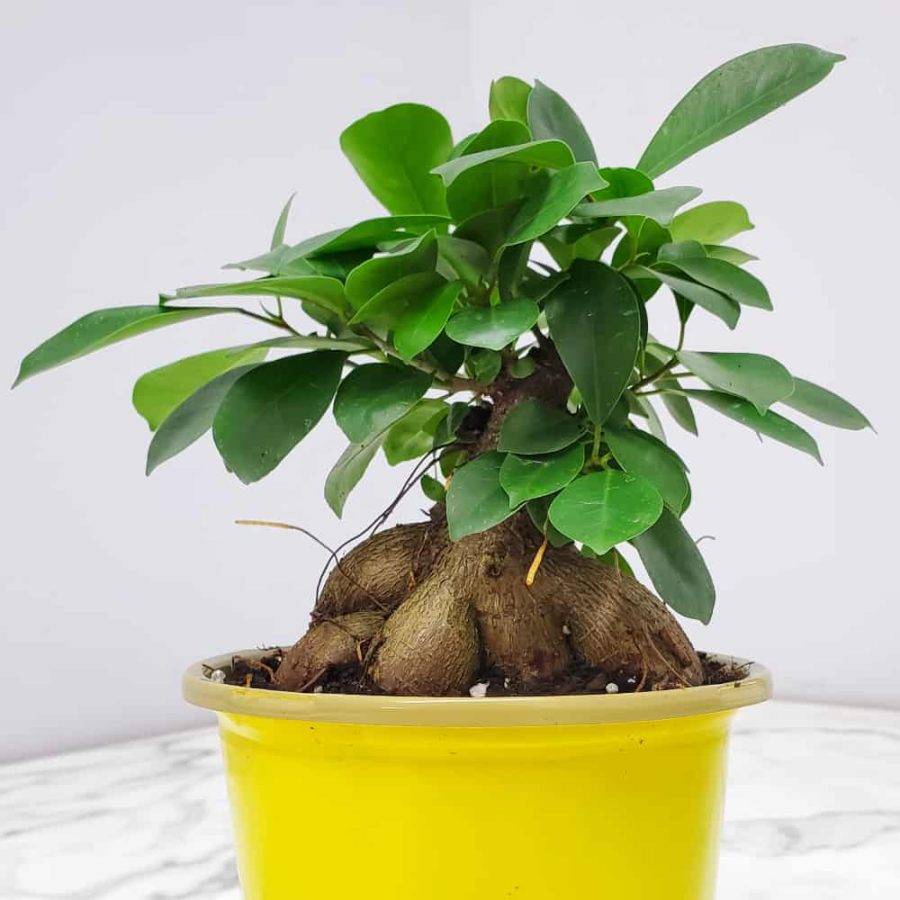ficus ginseng bonsai plant