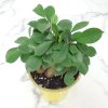 ginseng ficus bonsai care