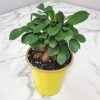 ficus retusa