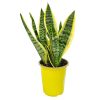 futura superba snake plant for sale