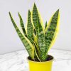Superba Snake Plant - Image 2