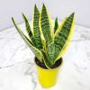 Superba Snake Plant - Image 6