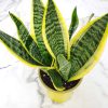 Superba Snake Plant - Image 5
