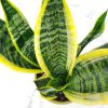 Superba Snake Plant - Image 3