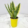 Superba Snake Plant - Image 4