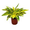 Variegated Ginger