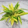 Variegated Ginger - Image 2