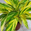 Variegated Ginger - Image 3
