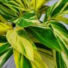 Variegated Ginger - Image 4