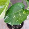 variegated monstera