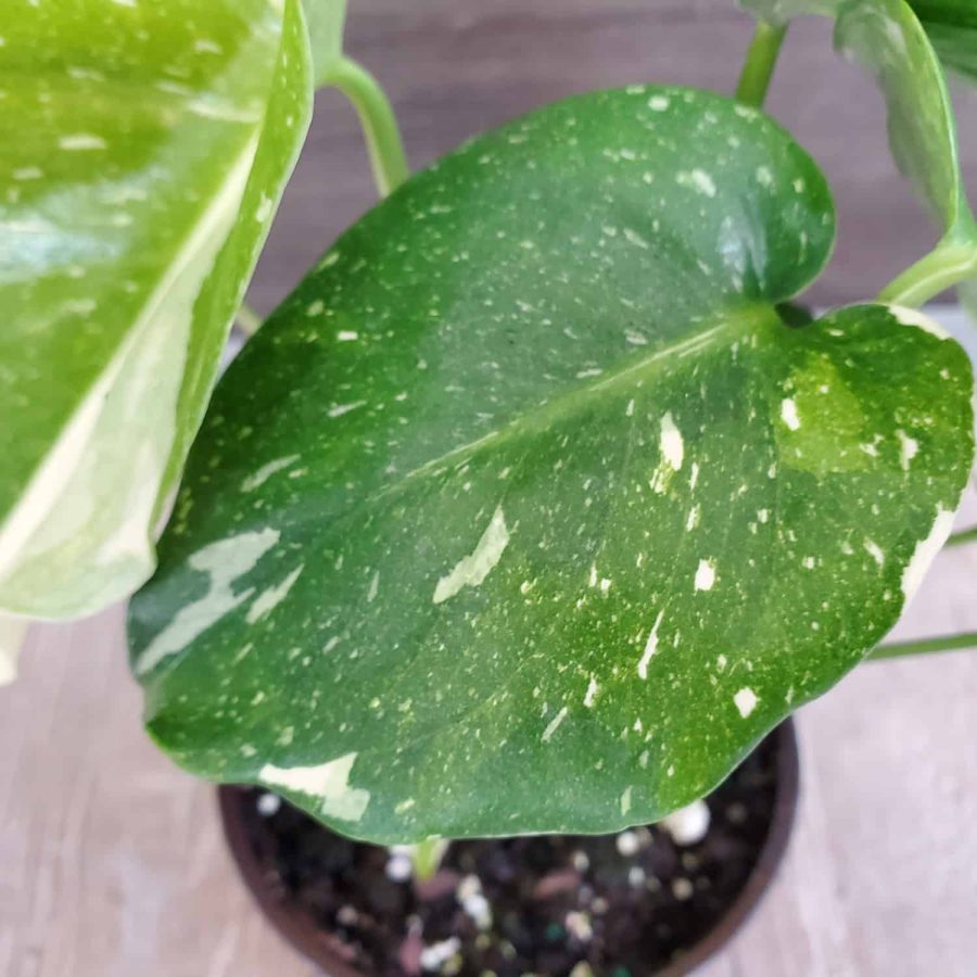 variegated monstera