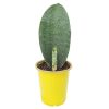 whale fin snake plant