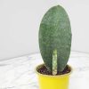 whale fin snake plant care