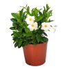 White Dipladenia Bush