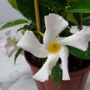 White Mandevilla