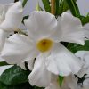 White Mandevilla