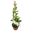 White Mandevilla