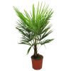 Windmill Palm