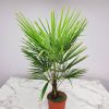 Windmill Palm