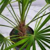 Windmill Palm - Image 6