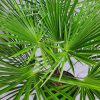 Windmill Palm - Image 7