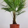Windmill Palm