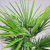 Windmill Palm
