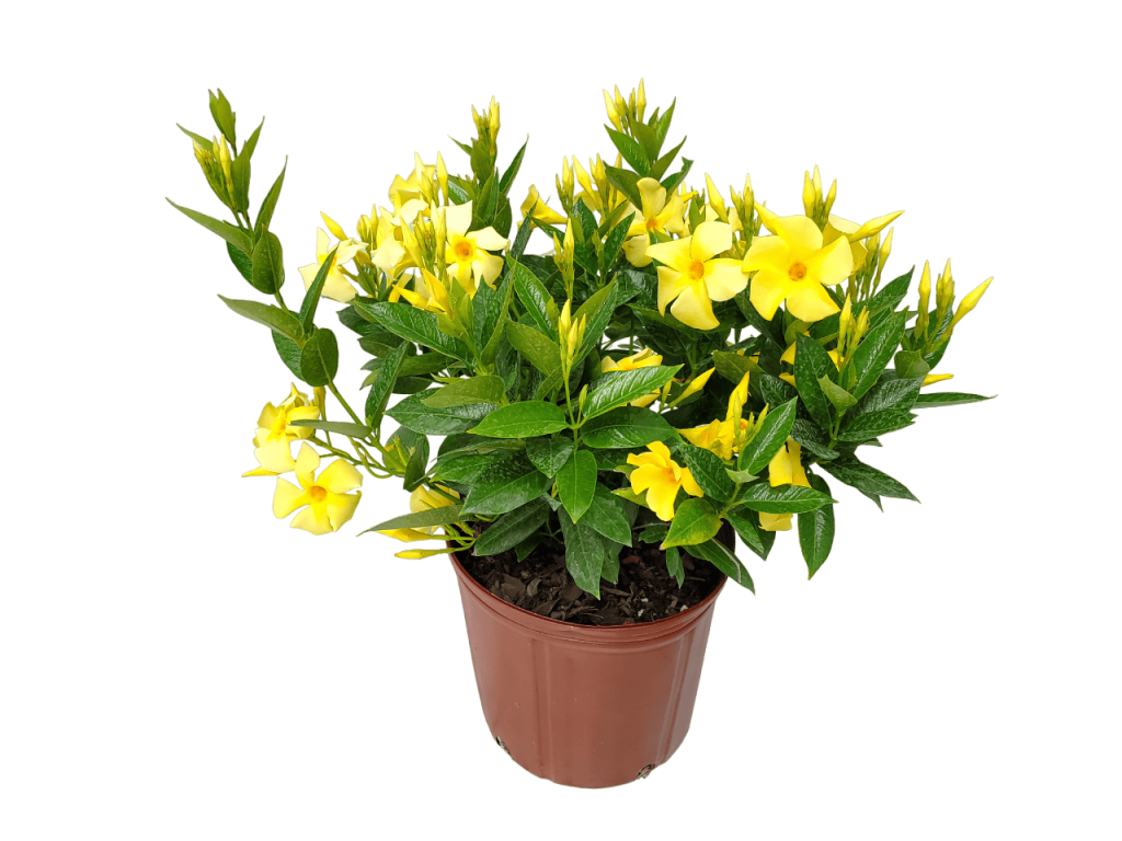 dipladenia bush yellow