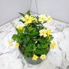 yellow dipladenia hanging basket