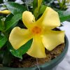 yellow dipladenia hanging basket