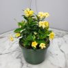 yellow dipladenia hanging basket