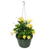 yellow dipladenia hanging basket