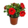 yoder red hibiscus bush