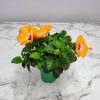 Yoder Dwarf Orange Hibiscus Bush - Image 6