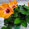 Yoder Dwarf Orange Hibiscus Bush - Image 7