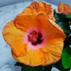 Yoder Dwarf Orange Hibiscus Bush - Image 8