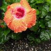 spring is here yoder orange hibiscus bush