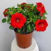 yoder red hibiscus bush